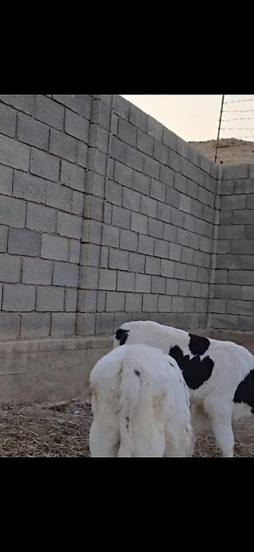 smental dana: Satışda – müxtəlif rəngli heyvan balaları (buzovlar). Xüsusiyyətlər — 10