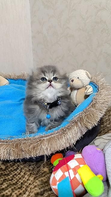 pişik cutleşdirmek: Şotland uzun tüklü — 9