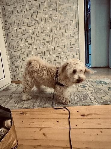 ev iti satilir: Erkek, Ünvandan götürmə — 2