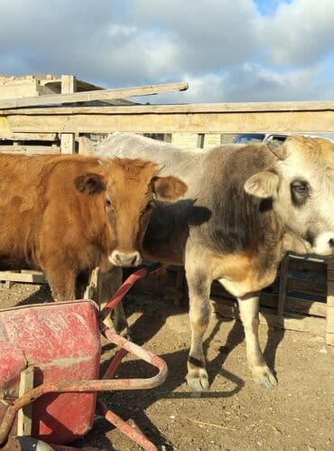 heyvan bazari inekler: Satılır: mal-qara (dana/inek-buzovlar) Təsvir: - Şəkillərdə fərqli — 3
