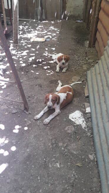 собаки в хорошие руки: 4 ay — 3