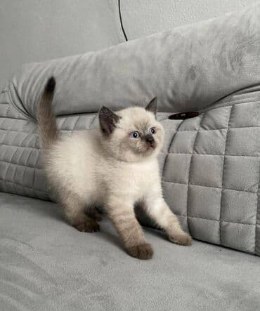 siyam pişik: Siam, Dişi, Erkək, Yaxşı əllərə, Ödənişli çatdırılma, Ünvandan götürmə — 1