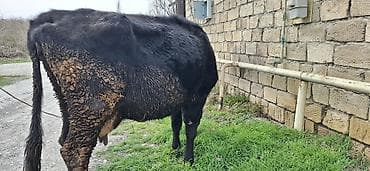 berde mal bazari: 4 aylıq dişi balanan 8 l südlə satılır.Yağlıdı 3 cü qarındı.Bəhərində — 6