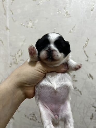 doyus itleri: Pekines, Dişi, Ünvandan götürmə — 6