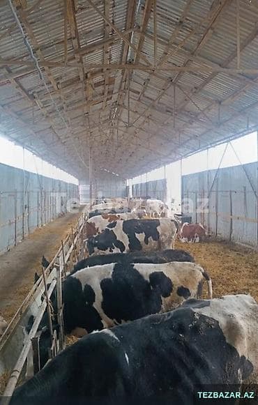 berde ferma: Coban axtarilir. Ferma bakida yerlesir — 1