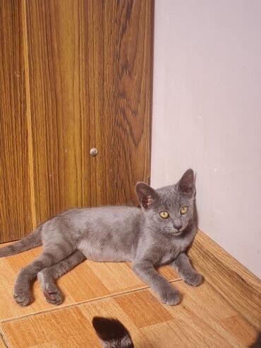 русская голубая кошка цена: Rus mavi, Dişi, Yaxşı əllərə, Ünvandan götürmə — 6