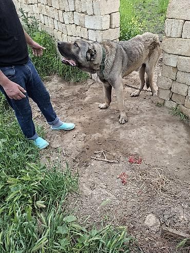 Salam it satılır qimət sondu 450 manat qiməte görə yazmayın