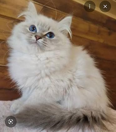 pişiy qumu: Britan, Erkək, Ünvandan götürmə, Ödənişli çatdırılma — 6