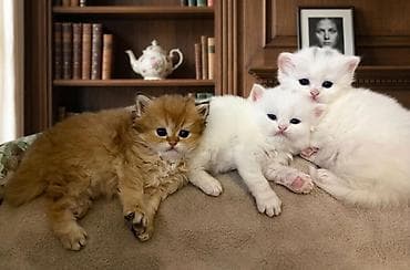 pişik evləri: 👑 Elite Golden Chinchilla balaları – ağ, qızılı və pələng naxışlı Ev — 10