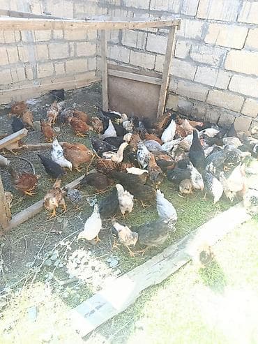 xoruz satişi: Toyuq cücələri, Ətlik — 7