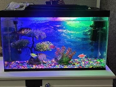heyvan satışı: Dördbucaq akvarium, Balıqlarla birlikdə, 40 l, Ünvandan götürmə — 2