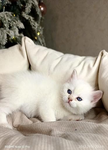 Gəmiricilər: Ağ tüklü, mavi gözlü balaca pişik balası. Xüsusiyyətlər: - Rəng — 8