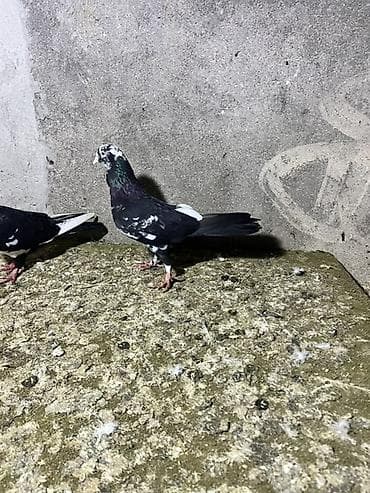 devenin qiymeti: Qiymət birinə aidir — 6