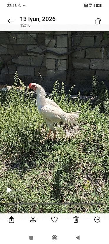 korella qus: Heyratı beçə 6 aylıq .qiymətə görə narahat etməyin barter — 4