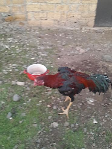 tap.az it satisi: Xoruz, il: 1, Ödənişli çatdırılma — 1