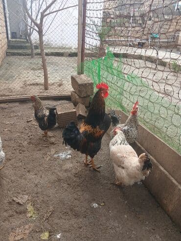 kirpi qiymeti: Saglam ve aktiv xoruzdur qiymet 20 azn — 2