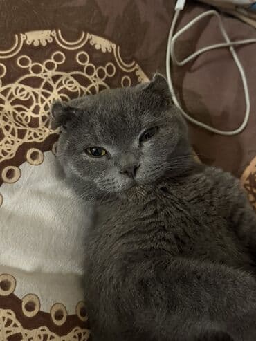 pişik cutləşdirmək: Şotland yastı qulaq — 3