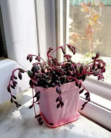 Buket güllər: Ev üçün güllər — 2