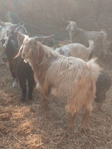 sort keciler: Boz-qonur rəng çalarlarında, uzun tüklü, iri buynuzlu keçi — 3