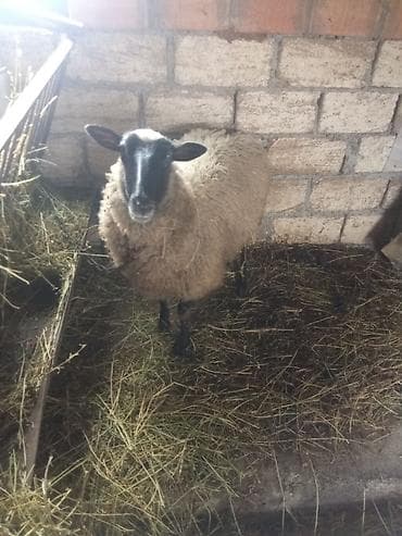 cins inekler: Romanov sort super cavan qoyun 3-4 bala verir — 1