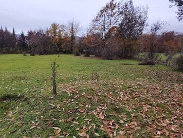 аренда земельных участков сельскохозяйственного назначения: Kənd təsərrüfatı — 5