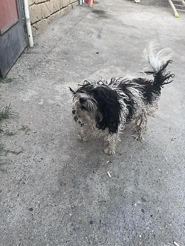 pitbull itləri: Dişi, Sənədli — 2