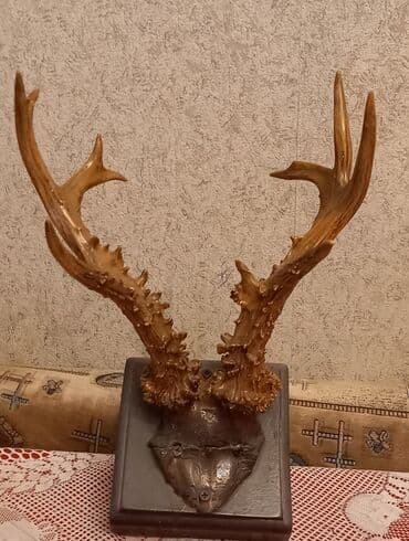 Maral buynuzu. Texminen 30 ildir mendedir. Tebii maral buynuzu. Ciddi