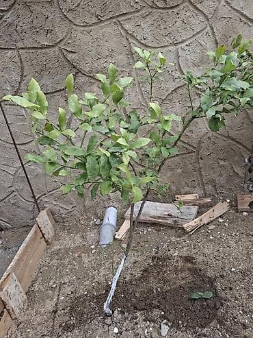 Sitrus ağacı fidanı - Növ: Limon tipli sitrus (şəkildəki yarpaq