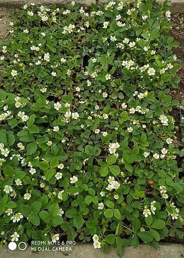 ciyələk toxumu: Çiyəlek stilleri(san andreas) - Növ: bağ çiyələyi (Fragaria × — 2