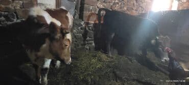 K/t heyvanları və malları: Məhsul: 2 baş iribuynuzlu heyvan (dana/seyir) - Şəkillərdə biri al-yağ — 2