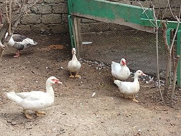 pekin ördək: Salam qara tek erkey 40 manat ag erkey 30 mat ag disiler 20 manat isde — 3
