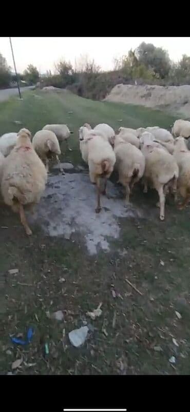 cins inekler: Məhsul: Qoyun sürüsü Təsvir: - Şəkillərdə ağ rəng üstünlük təşkil — 3