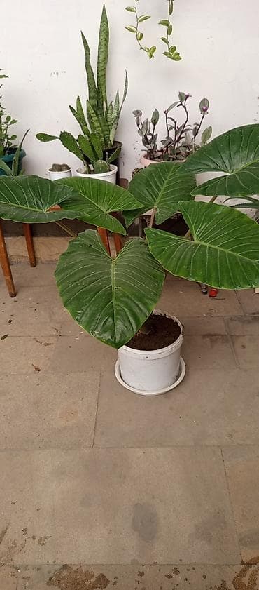 ucuz gül: Böyük dekorativ yarpaqlı otaq bitkisi – Alocasia/Fil qulağı tam — 1