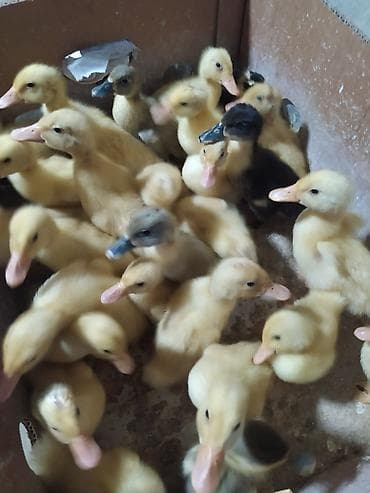 cins dana: 15 gunluk pekin ordey balalar stilir 3 azn — 3