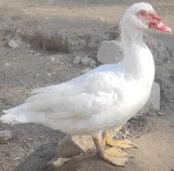 Erkək, | Lal ördək, Damazlıq, Ünvandan götürmə lalafo.az -da Erkək, | Lal ördək, Damazlıq, Ünvandan götürmə