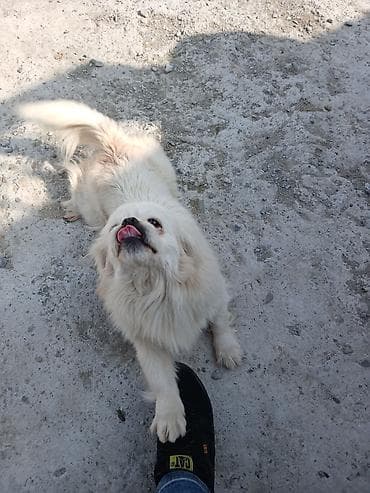 itlerin satisi 2017: İt – kiçik ölçülü, uzun tüklü, krem-ağ rəngdə - Cins/Tip: Kiçik — 2