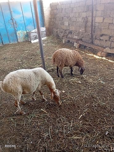 pekines bala: Orta yas heyvandi disleri hamisi agzindadi qoc icinde olub yaninda — 2