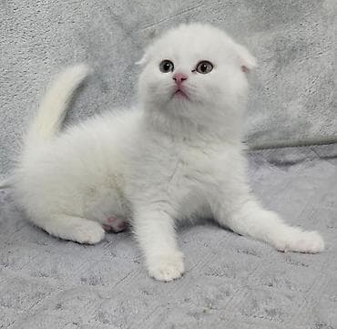 bengal pişiyi: Şotland, Erkək, Dişi, Ünvandan götürmə — 3