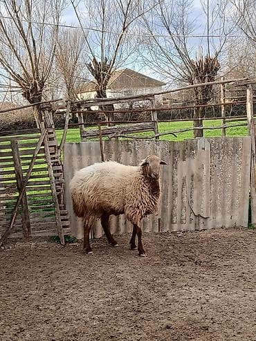 Птицы: 2yaşı var tam sağlam heyvandı - Cins: yerli ətlik-yunlu tip (ağ-bej — 3
