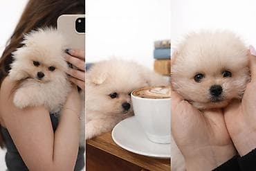 afcarka balasi qiymetleri: Şpitz, Peyvəndli — 2