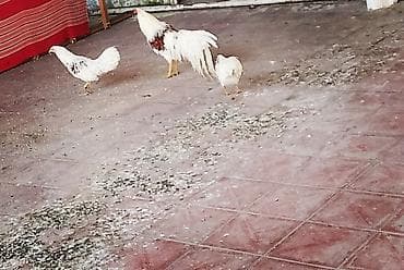 avstrolop: Xoruz, il: 1, Ödənişli çatdırılma — 6