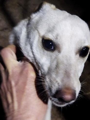 balaca it cinsleri: Balaca ölçülü it – ağ tüklü, qulaqları və belində açıq qəhvəyi — 6