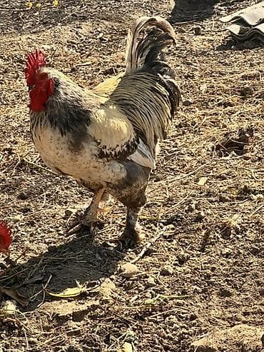 Atlar: Tam sağlam kend xoruzları satılır iri xoruzlardı hem damazlıq hem — 3