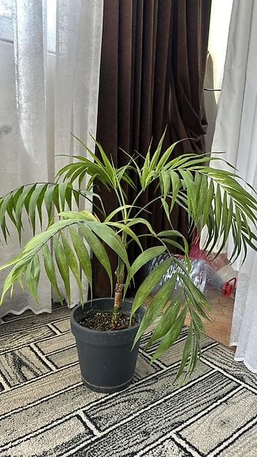 Çöl bitkiləri: Xamedoreya (Chamaedorea) – Dağ palması, Otaq bitkisi — 1