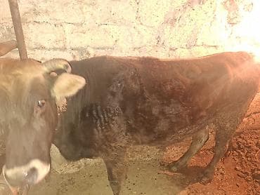 inək necə aya doğur: Qisir iney 160 rahat eti var ag qulaq sortudu kokdu — 2