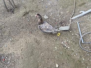 Muscovy (barbariska) ördəkləri – boz-qəhvəyi rəng çalarında, qırmızı