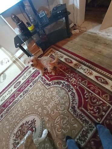 it bazarı: Pudel — 1