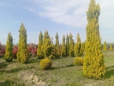 пластмассовый бак для воды купить: Her növ ağaclar ve dekarativ ağaclar çox ucuz ve qarantili gubresiz — 33