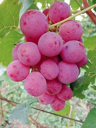 kala bitkisi: Üzüm tingləri satılır 070 2223552 zəng və vatsap. Tinglər dipçəkli və — 10