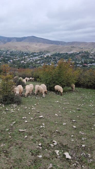 cins ineklerin satisi 2019: Salam hər vaxtiniz xeyir . 50 baş super damazliq 1 ci 2 ci qarina — 1